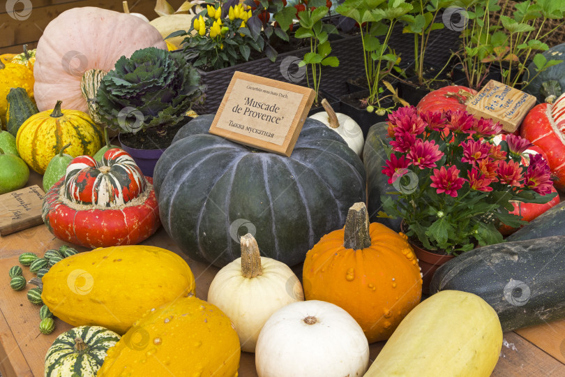 Скачать Тыква вида Cucurbita moschata фотосток Ozero