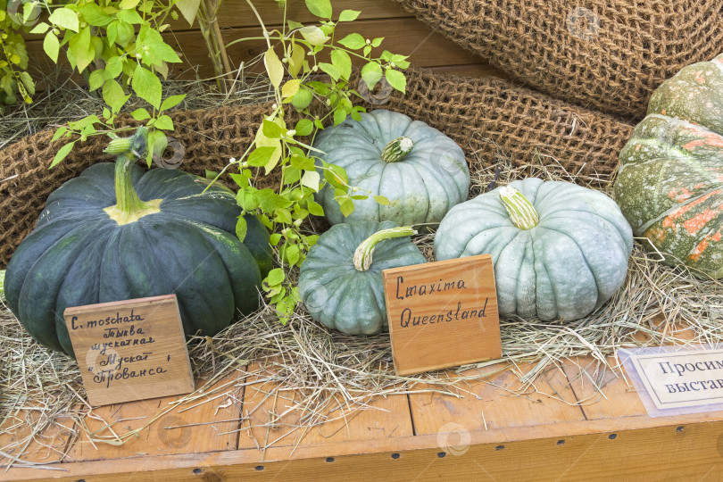 Скачать Тыквы видов Cucurbita moschata и Cucurbita maxima. фотосток Ozero