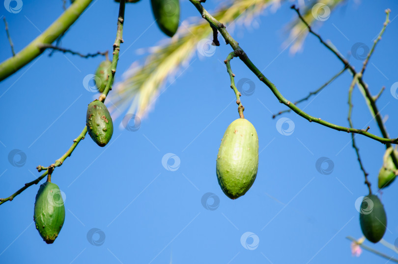 Скачать плоды экзотического дерева Ceiba speciosa. Ветви шелковичного дерева без листьев с плодами грушевидной формы фотосток Ozero