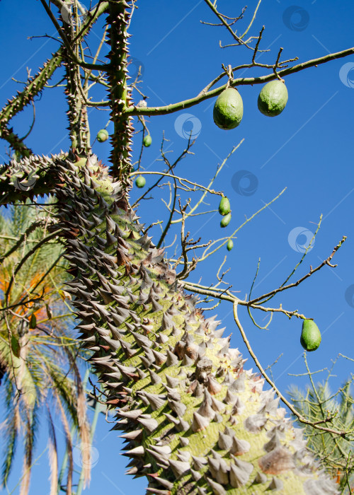 Скачать крупный план ствола экзотического дерева Ceiba speciosa. Кора чоризии покрыта множеством шипов. фотосток Ozero