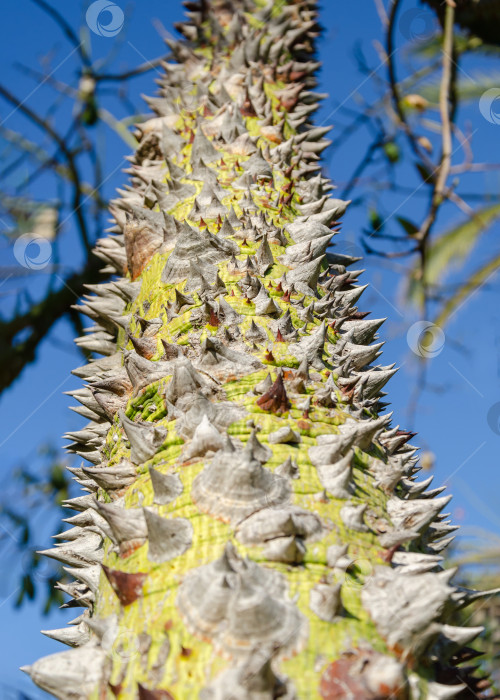 Скачать крупный план ствола экзотического дерева Ceiba speciosa. Кора чоризии покрыта множеством шипов. фотосток Ozero