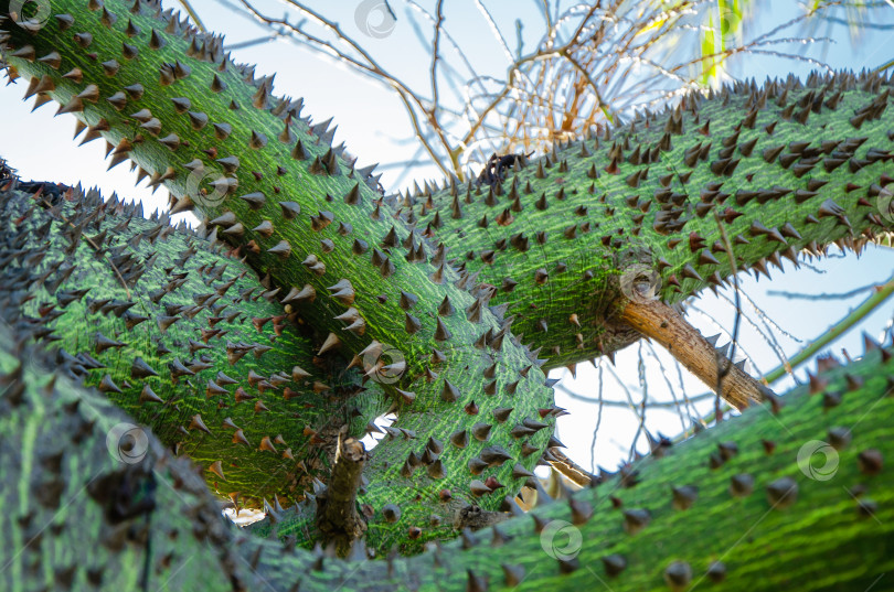 Скачать крупный план ствола экзотического дерева Ceiba speciosa. Кора чоризии покрыта множеством шипов. фотосток Ozero