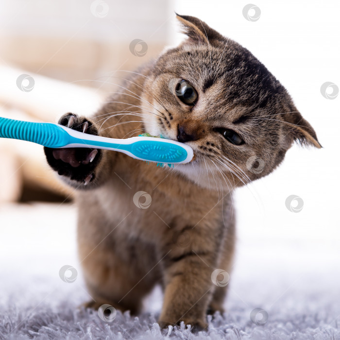 Скачать Красивый котенок и зубная щетка. Кошка чистит зубы фотосток Ozero