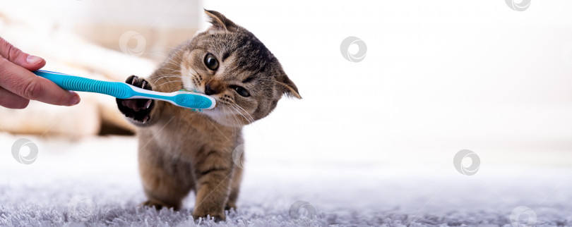 Скачать Красивый котенок и зубная щетка. Кошка чистит зубы фотосток Ozero