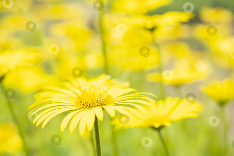 Скачать Желтые весенние цветы на желтом фоне, цветы в виде фона. весенний фон фотосток Ozero