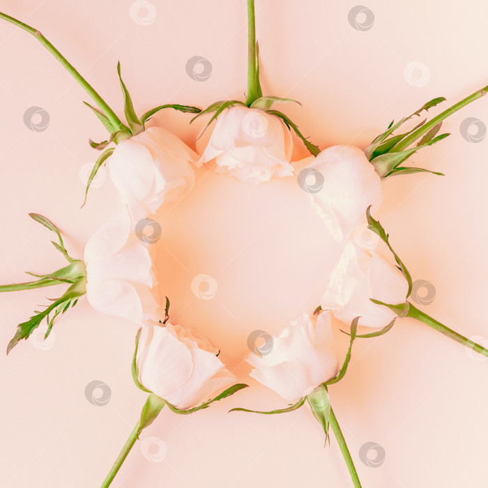 Скачать Композиция из свежих розовых роз фотосток Ozero