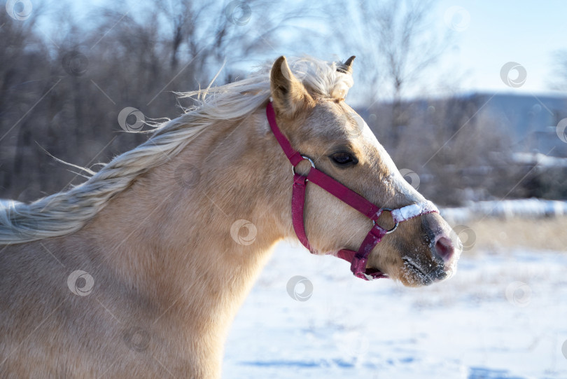 Скачать Портрет валлийского пони паломина в красном недоуздке фотосток Ozero