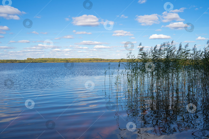 Скачать осенний пейзаж с сельской дорогой и желтыми деревьями, пасмурный день фотосток Ozero