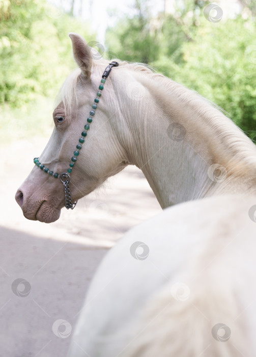 Скачать Портрет валлийской пони Изабеллин (кремелло) с голубыми глазами фотосток Ozero