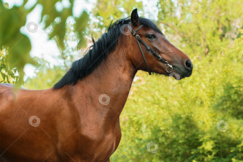 Скачать Портрет вятской лошади фотосток Ozero