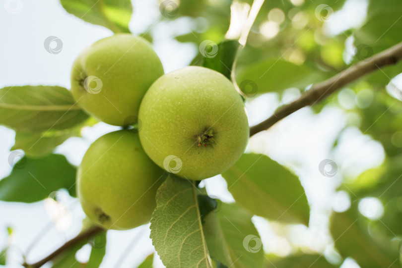 Скачать Зеленые яблоки на ветке фотосток Ozero