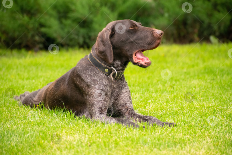 Скачать Портрет немецкой собаки драгтаар, лежащей на лужайке летним днем фотосток Ozero