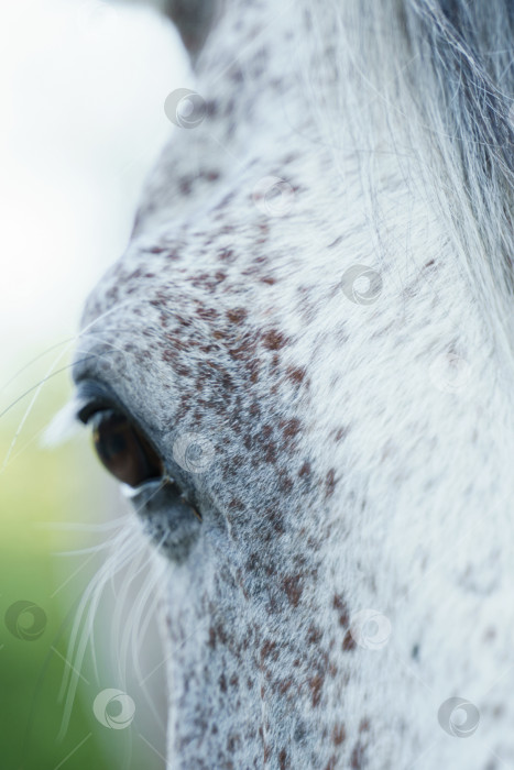 Скачать Глаз серой лошади крупным планом фотосток Ozero