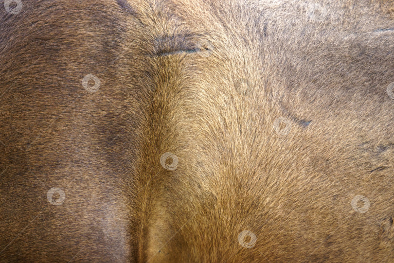 Скачать Фотография крупным планом текстуры меха лошади золотисто-коричневой масти фотосток Ozero