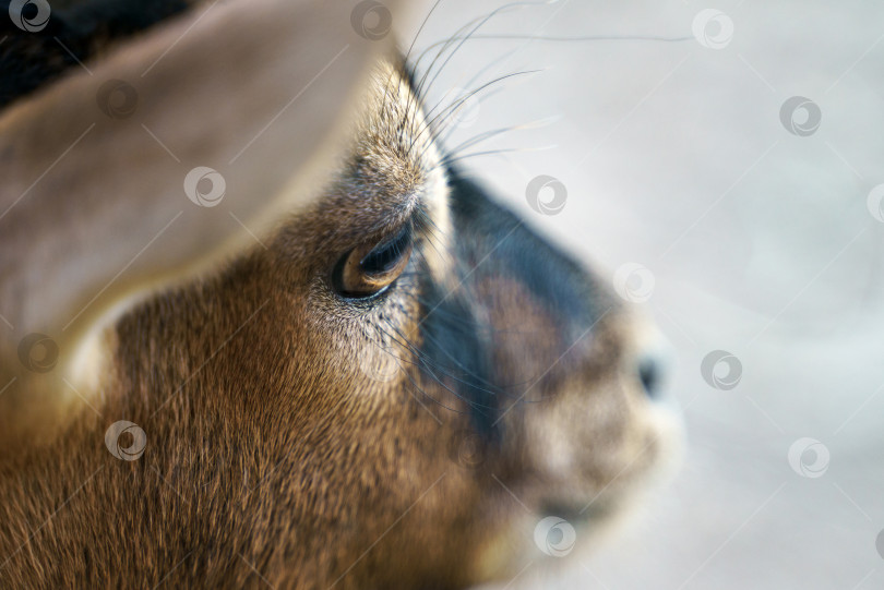 Скачать Портрет камерунской козы крупным планом фотосток Ozero