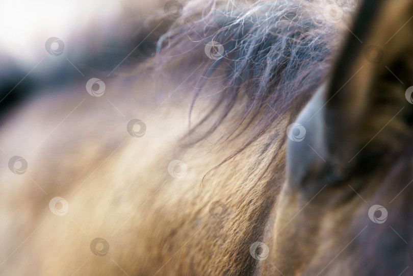 Скачать Фотография шеи лошади и участка гривы крупным планом фотосток Ozero