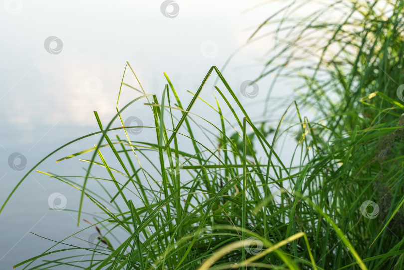 Скачать Фотография осоки, растущей на берегу озера крупным планом фотосток Ozero