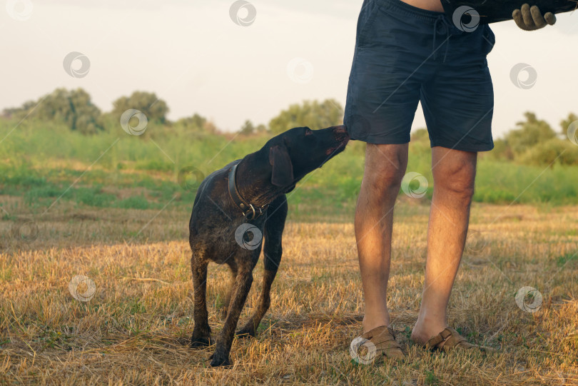 Скачать Собака и ее хозяин посреди скошенного поля фотосток Ozero
