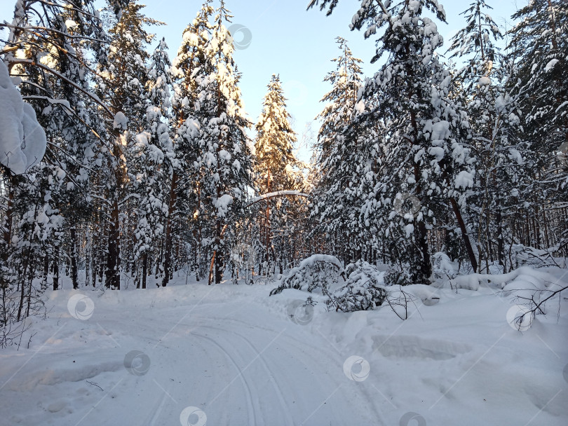 Скачать Прогулка в лесу (парке) после сильного снегопада. Деревья, покрытые снегом. фотосток Ozero