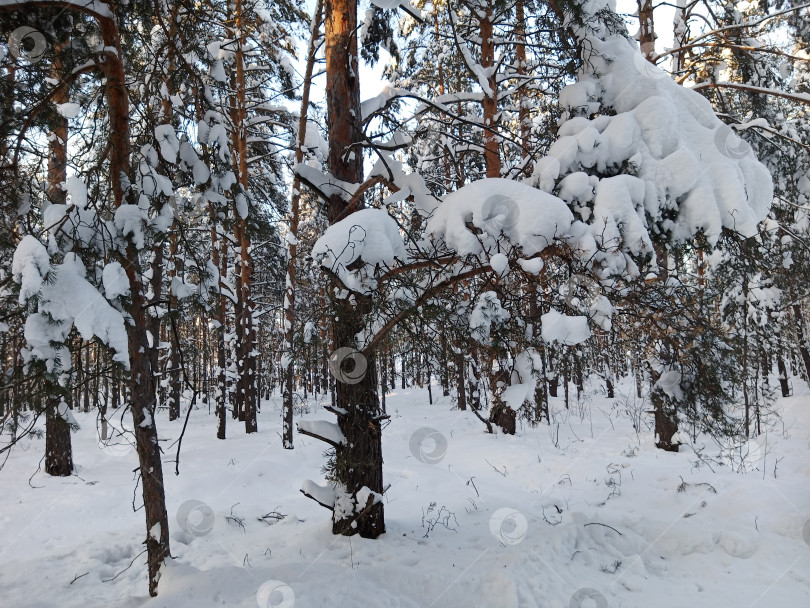 Скачать Прогулка в лесу (парке) после сильного снегопада. Деревья, покрытые снегом. фотосток Ozero