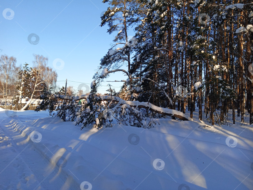 Скачать Прогулка в лесу (парке) после сильного снегопада. Деревья, покрытые снегом. фотосток Ozero