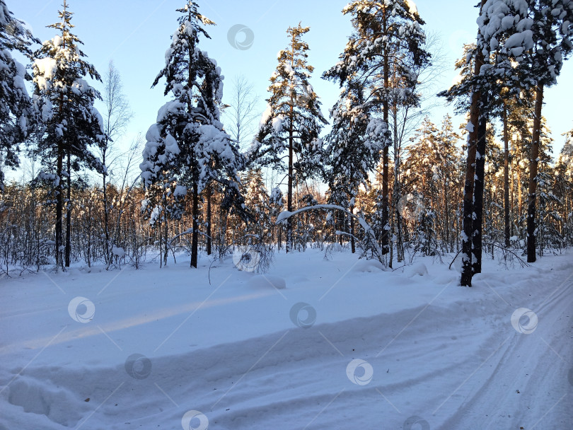 Скачать Прогулка в лесу (парке) после сильного снегопада. Деревья, покрытые снегом. фотосток Ozero