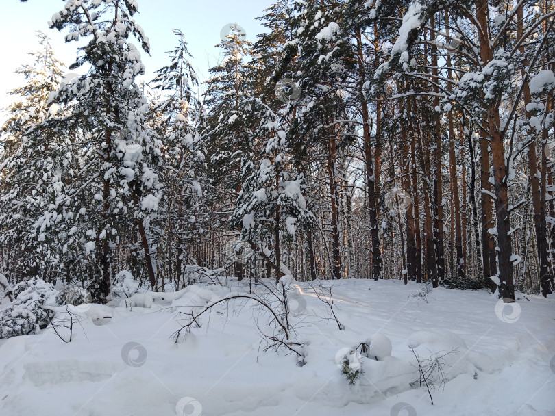 Скачать Прогулка в лесу (парке) после сильного снегопада. Деревья, покрытые снегом. фотосток Ozero