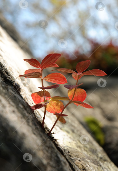 Скачать Лист Cornus suecica, растущий из трещины в скале фотосток Ozero