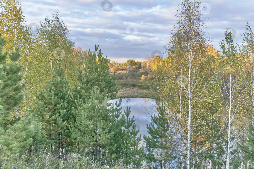 Скачать Красивый осенний сельский пейзаж с соснами, березами, прудом и красочным облачным небом фотосток Ozero