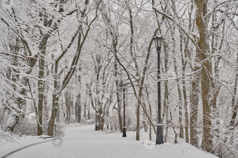 Скачать Аллея в городском заснеженном парке. Лечебный парк в Железноводске, Россия фотосток Ozero