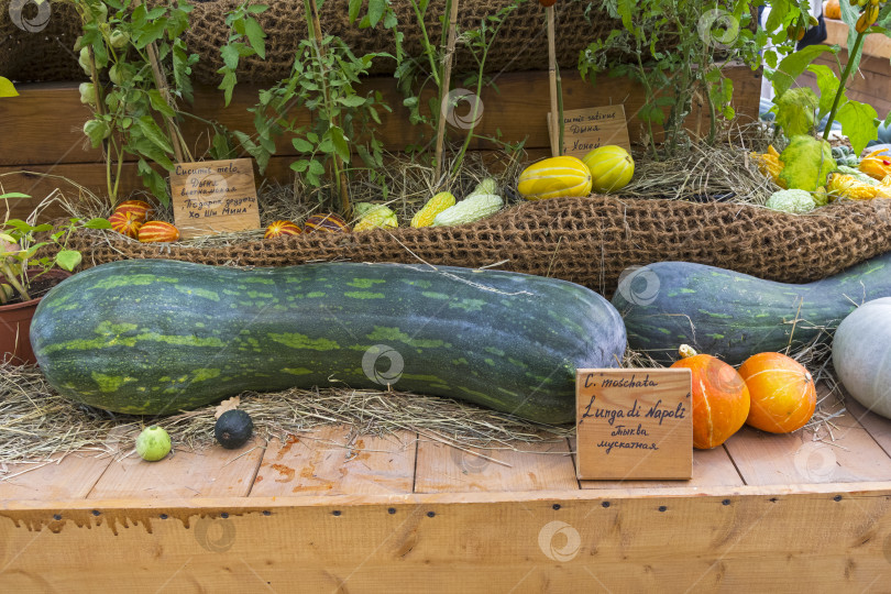 Скачать Тыква вида Cucurbita moschata фотосток Ozero