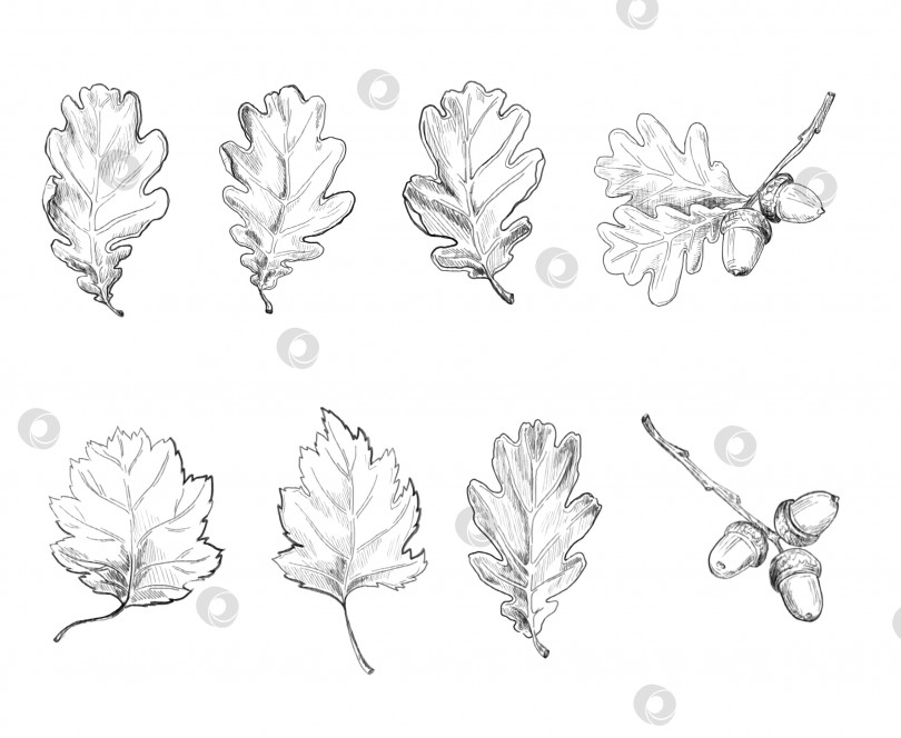 Скачать Дубовые листья. Старинная ботаническая иллюстрация, нарисованная от руки. фотосток Ozero
