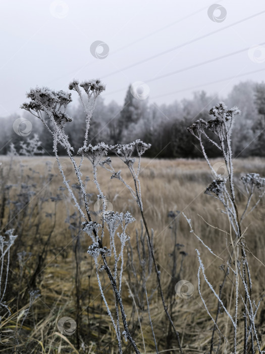 Скачать Наступила зима фотосток Ozero