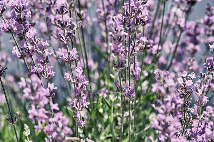 Скачать Цветущее растение лаванда с фиолетовыми цветами. Lavandula angustifolia фотосток Ozero