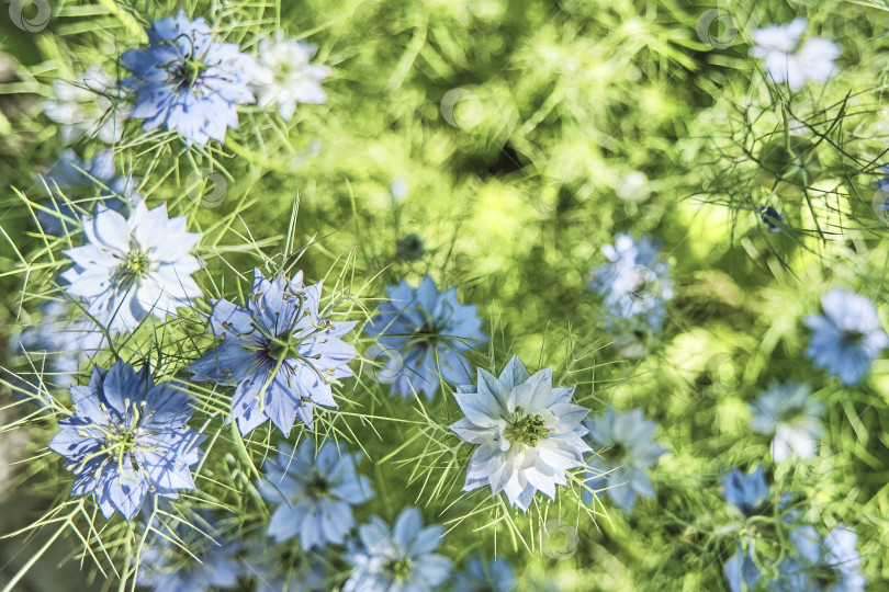 Скачать Цветущее растение Nigella damascena с голубыми цветками фотосток Ozero