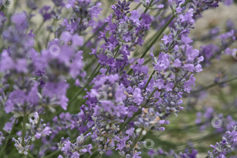 Скачать Цветущее растение лаванда с фиолетовыми цветами. Lavandula angustifolia фотосток Ozero