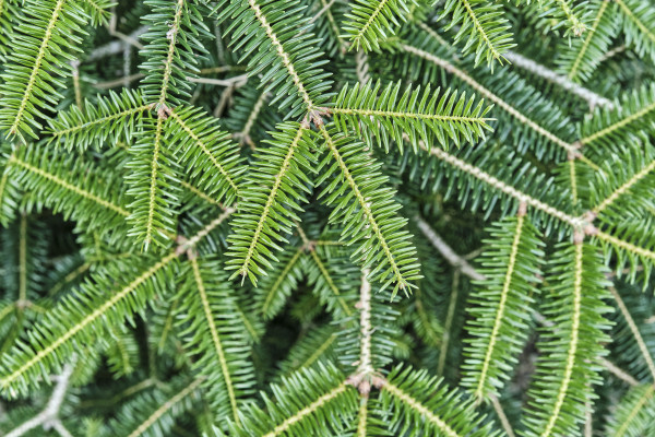 [object Object] undefined