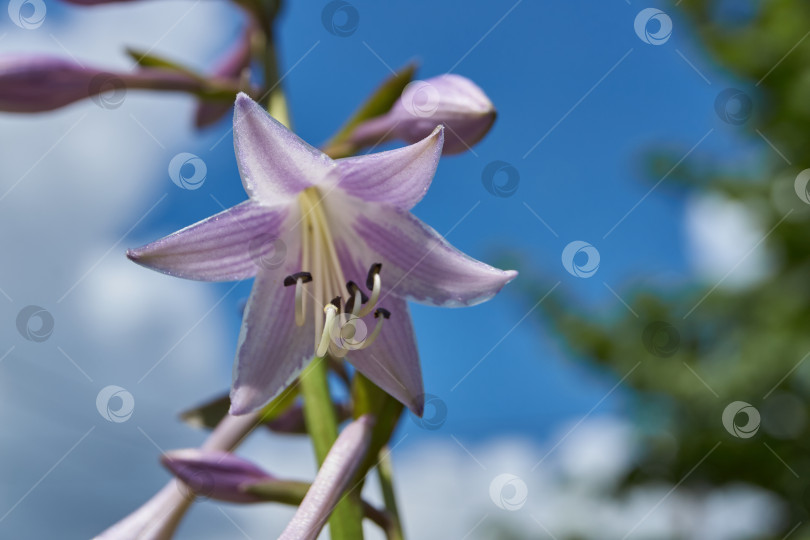 Скачать Хоста (лат. Hosta) цветет в саду. фотосток Ozero