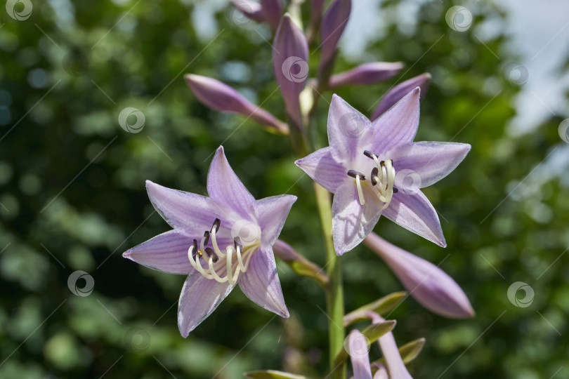 Скачать Хоста (лат. Hosta) цветет в саду. фотосток Ozero