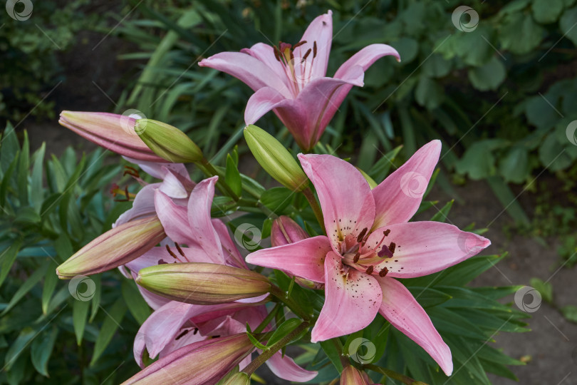 Скачать Лилия (лат. Lilium) цветет в саду. фотосток Ozero