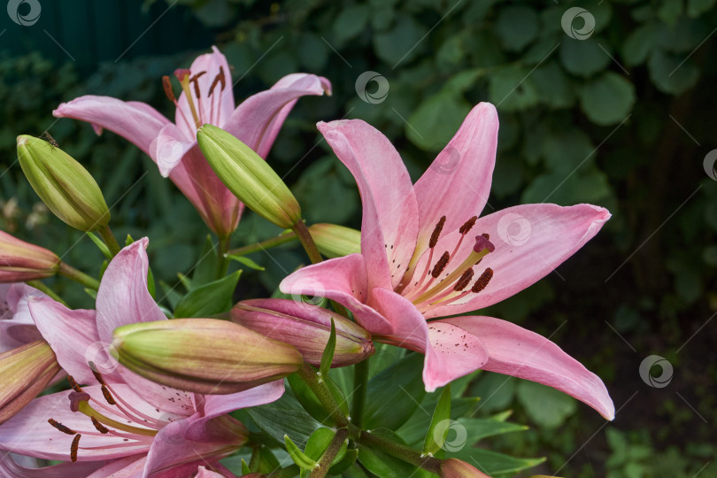 Скачать Лилия (лат. Lilium) цветет в саду. фотосток Ozero