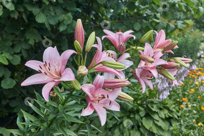 Скачать Лилия (лат. Lilium) цветет в саду. фотосток Ozero