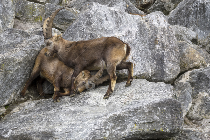 Скачать Два самца горного козерога (Capra ibex) дерутся. фотосток Ozero