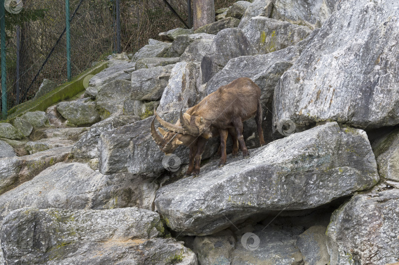 Скачать Два самца горного козерога (Capra ibex) дерутся. фотосток Ozero