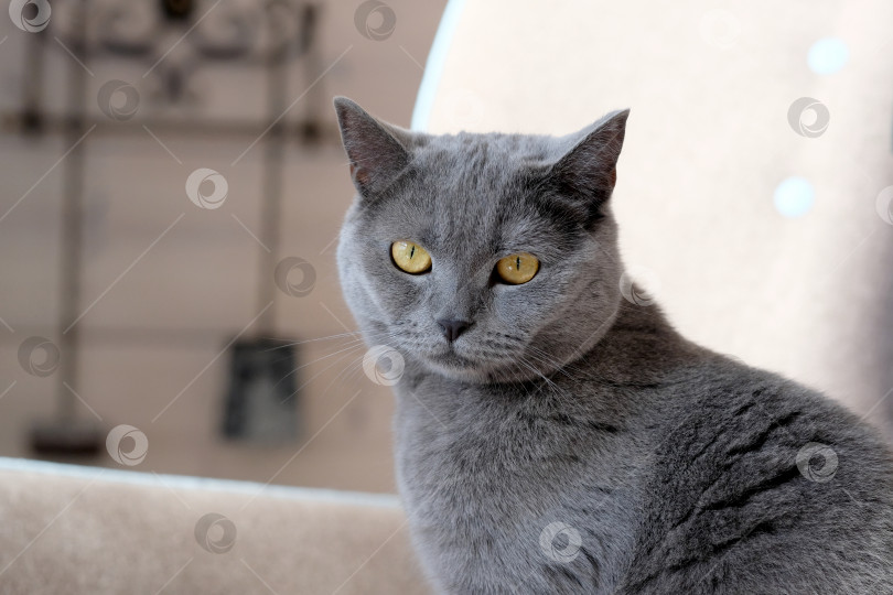 Скачать Красивая кошка с грустными глазами. Британская короткошерстная кошка с серо-голубым мехом и желтыми глазами фотосток Ozero
