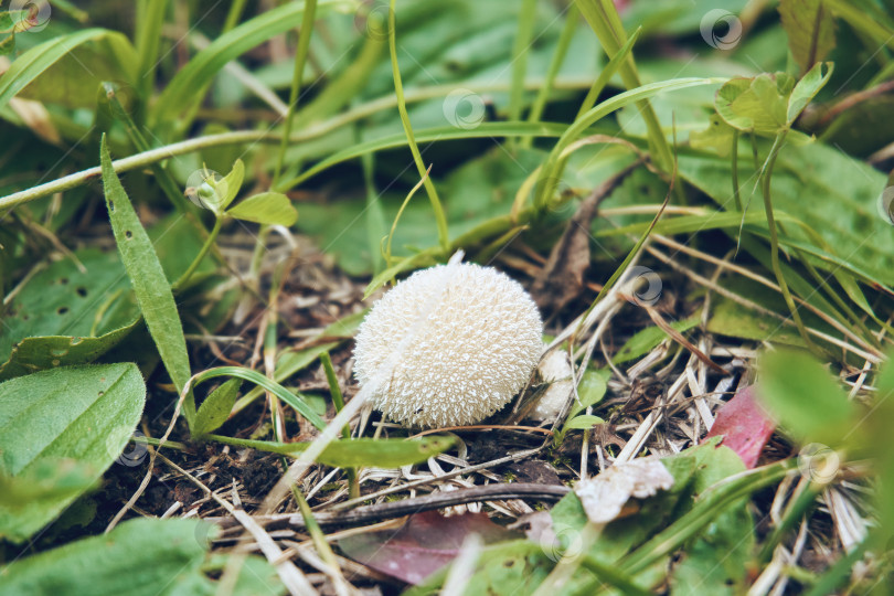 Скачать Грибной дождевик Lycoperdon perlatum, обыкновенный дождевик или бородавчатый дождевик. Оседлый гриб фотосток Ozero