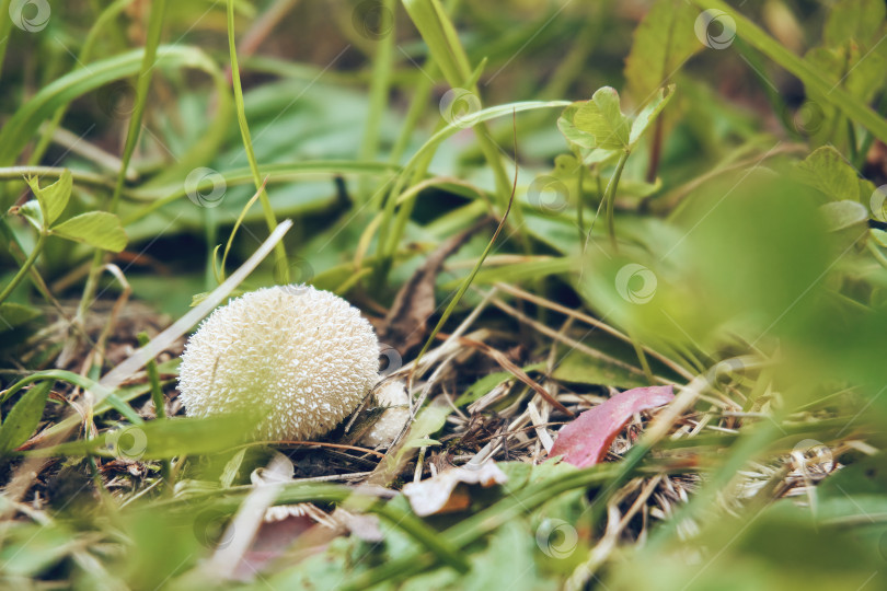 Скачать Грибной дождевик Lycoperdon perlatum, обыкновенный дождевик или бородавчатый дождевик. Оседлый гриб фотосток Ozero