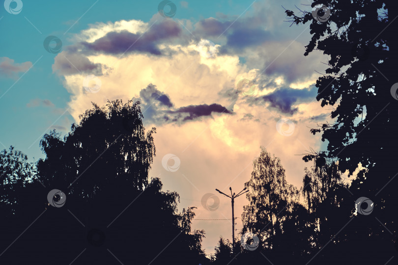 Скачать Кучевые облака, силуэты деревьев на переднем плане. Голубое небо фотосток Ozero