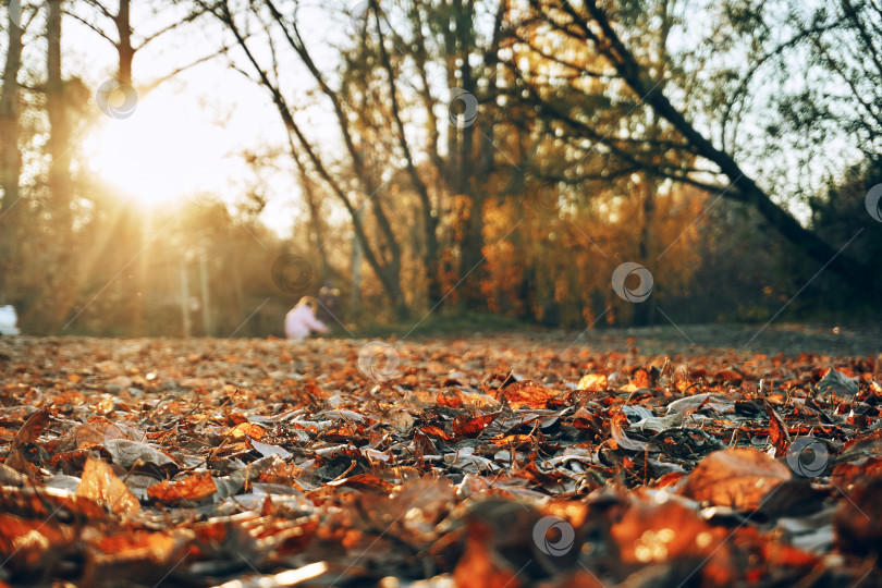 Скачать Осенние листья лежат на траве, сквозь ветви и листву пробиваются солнечные лучи. Осень - место для отдыха и занятий спортом. Фон. Мягкий селективный селективный фокус фотосток Ozero