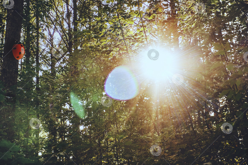 Скачать Яркое солнце пробивается сквозь листву деревьев, отбрасывая красивые блики. Лето, солнце в лесу фотосток Ozero